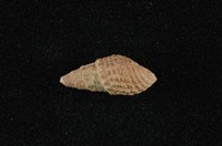 藏品(瘤蜷)的圖片